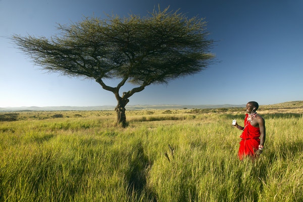 Masai Warrior near Acacia Tree listening to music on iPod by Apple in red surveying landscape of Lewa Conservancy,Kenya 